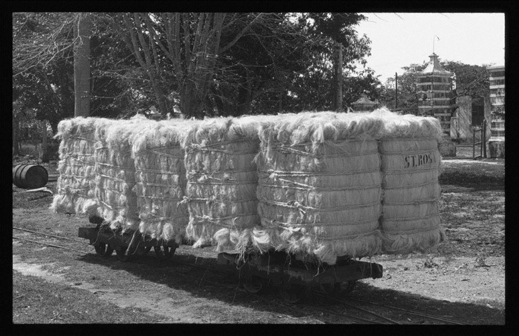 Pacas de henequén movilizadas en vagonetas Decauville en 1900. Biblioteca Digital Garma Stewart.